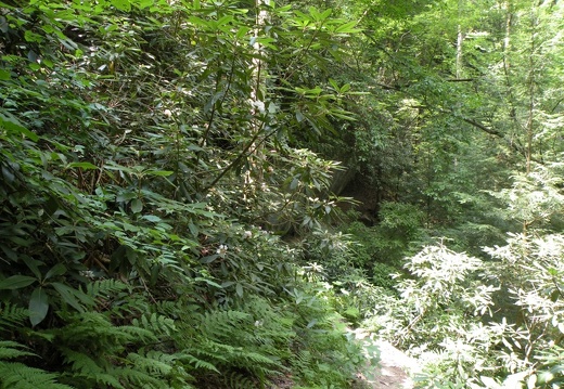 Gladie Creek, Red River Gorge